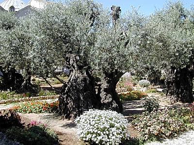 Gethsemane_olive_tree_tb_n051601