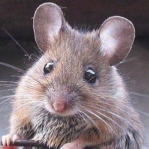 Muis