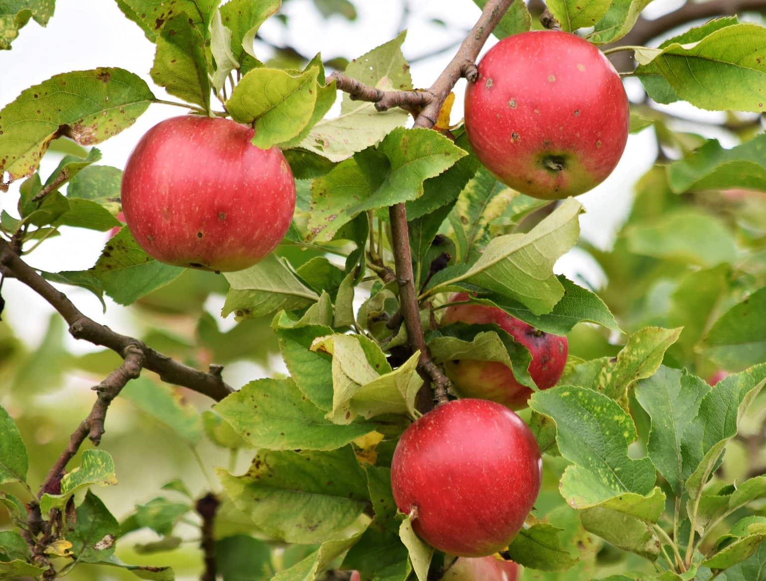 appelboom-1540×1167-1