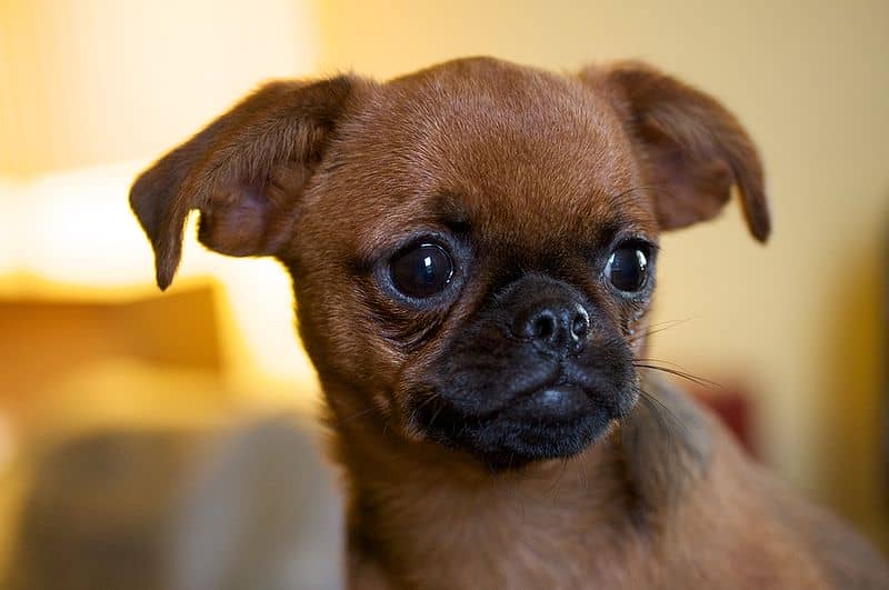 hond