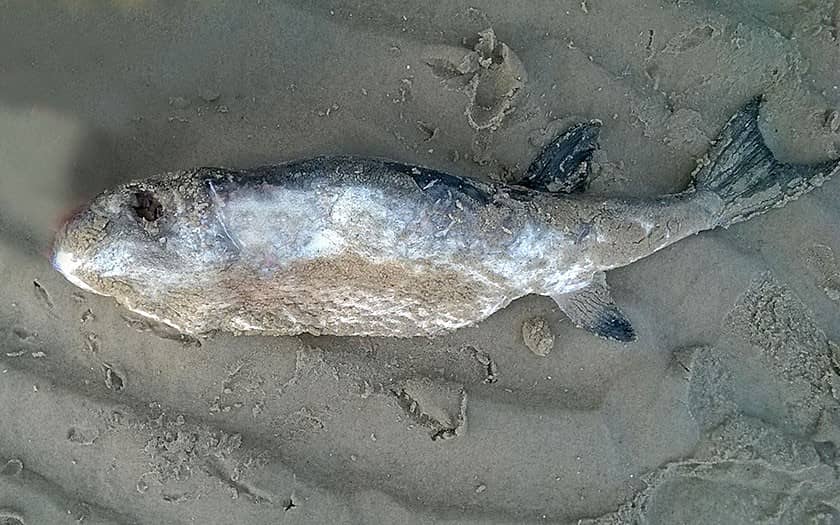 kogelvis-strand2014-bewerkt-1426-em