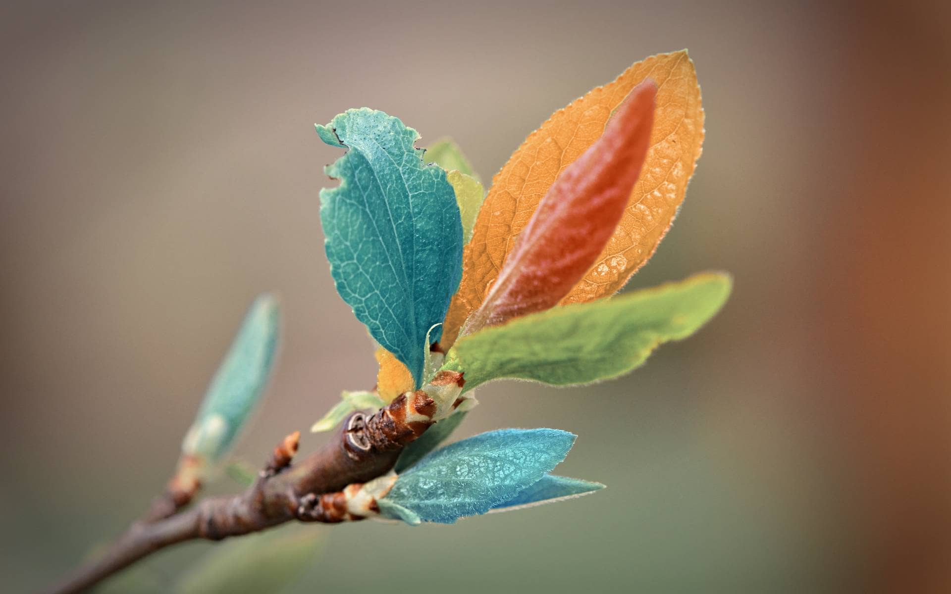 leaves-of-life-wallpaper-1920×1200-1