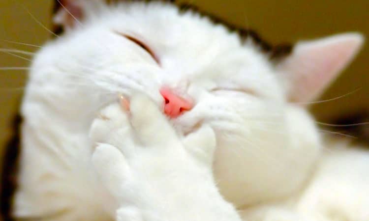 les-humains-nont-qua-bien-se-tenir-19-animaux-q