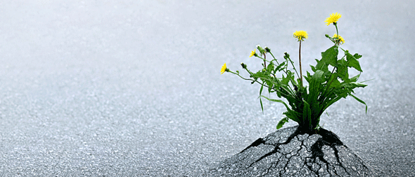 miracle-grow