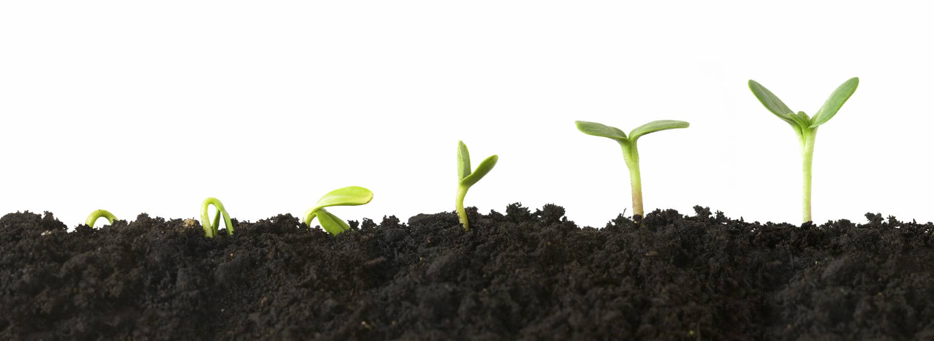 plant_growth