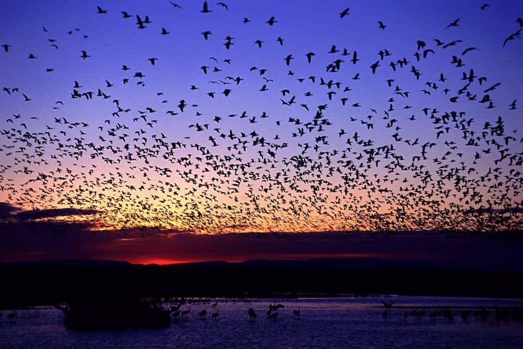 sunrise-with-birds