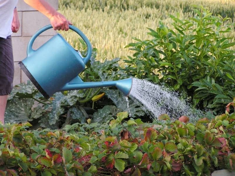 tout-savoir-sur-arrosage