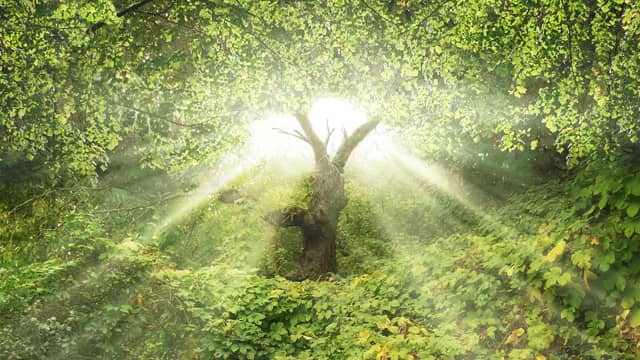 tuin-van-eden