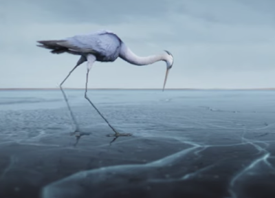 nikolaas_3175_Kan_een_reiger_onderscheiden